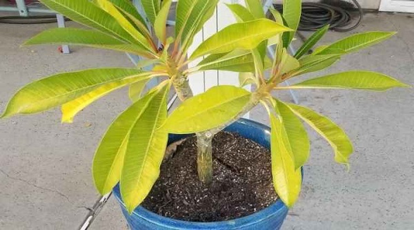 How To Stop Plumeria Leaves Turns Yellow
