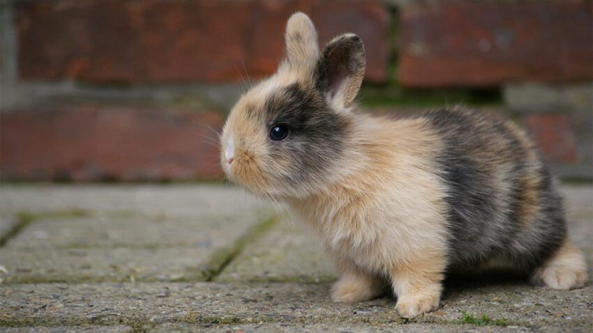 Tell How Old a Baby Rabbit Is
