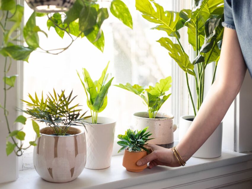 Use Indoor Plants for Low-Light Conditions