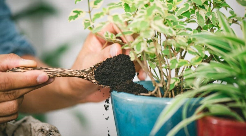 Are Coffee Grounds Good for Plants