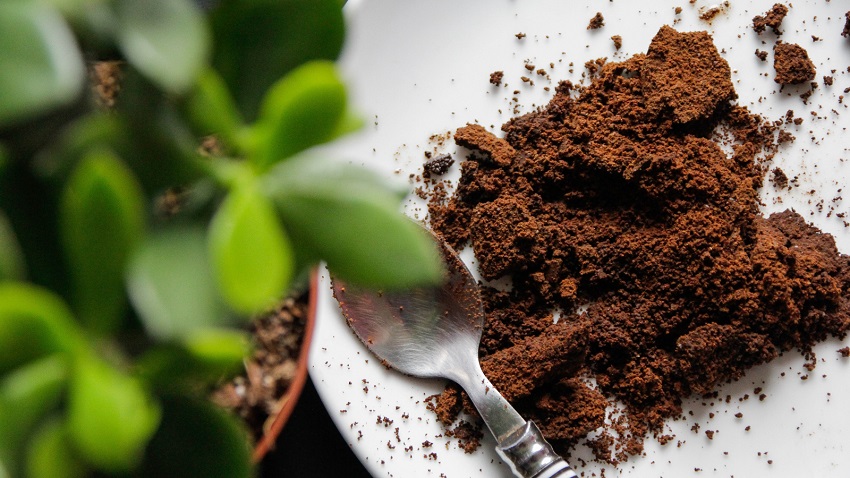 Are Coffee Grounds Good for Plants: Pest Control and Suppression