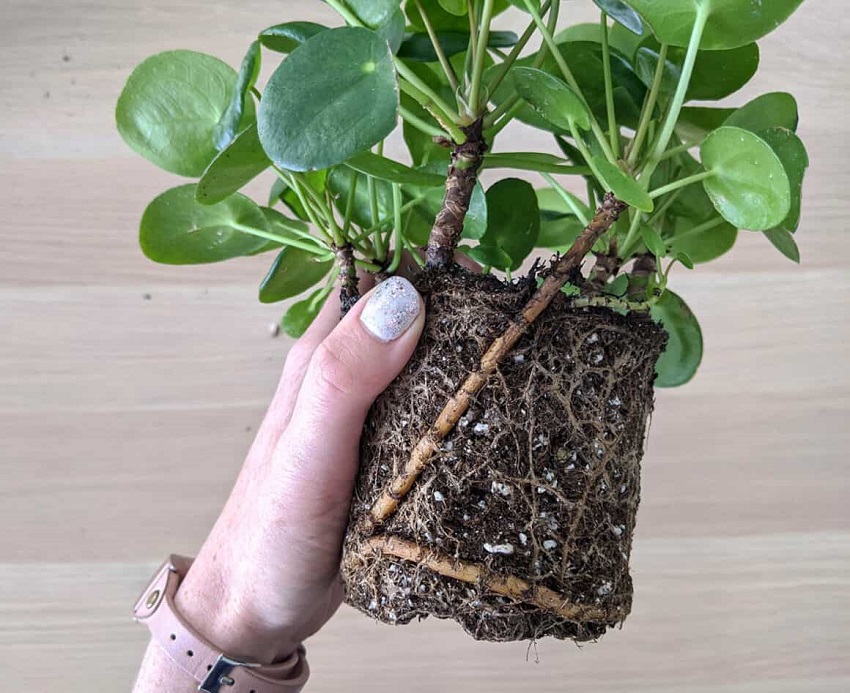 Does Pilea Have Deep Roots