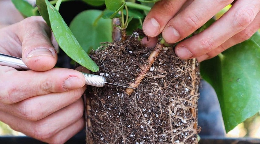Does Pilea Have Deep Roots: Pilea's Root Growth and Propagation