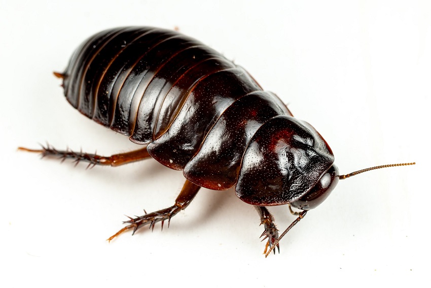 What is the most expensive cockroach