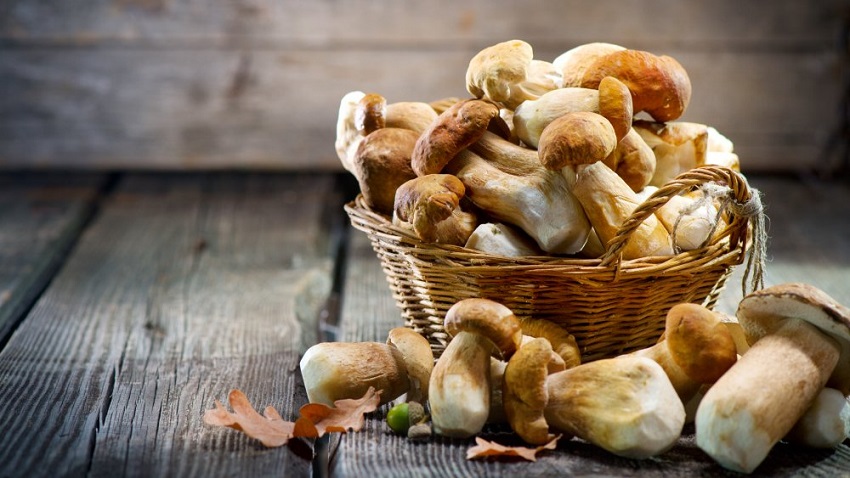 Can Adventists Eat Mushrooms