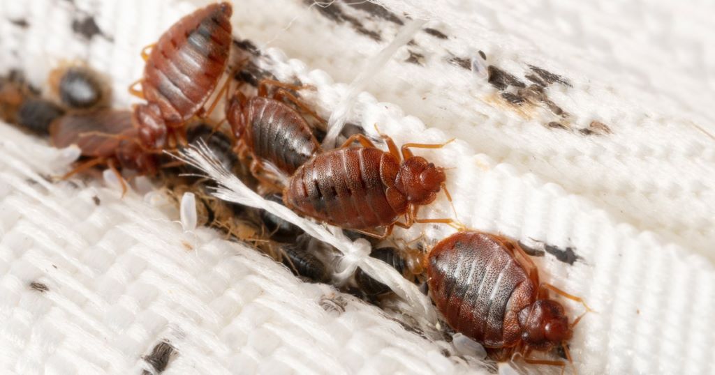 Prevent Bed Bugs from Spreading