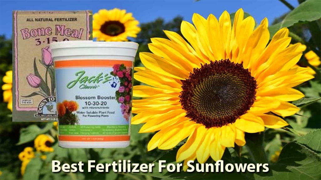 Sunflower Fertilizers 