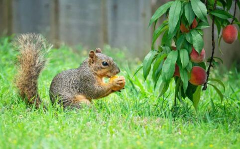 Get Rid of Squirrels in Your Yard