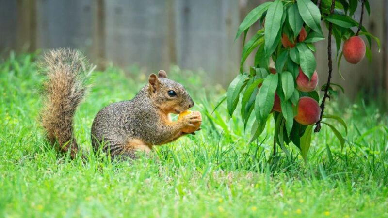 Get Rid of Squirrels in Your Yard