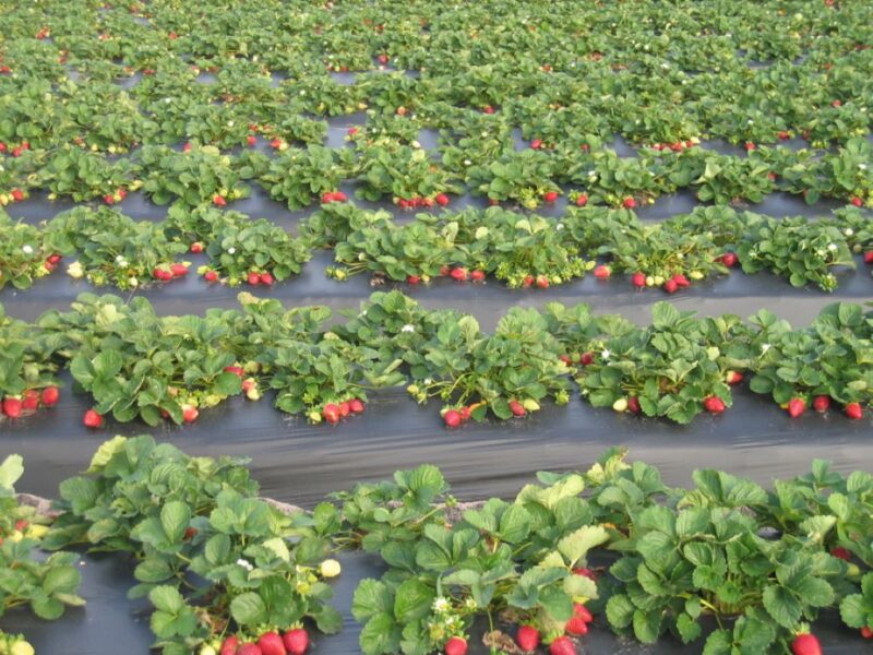 Growing Strawberries in Florida: Tips for Bountiful Harvests