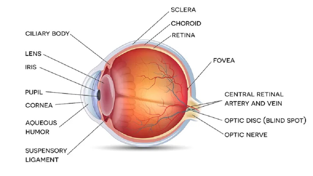 The Anatomy Of Human Vision