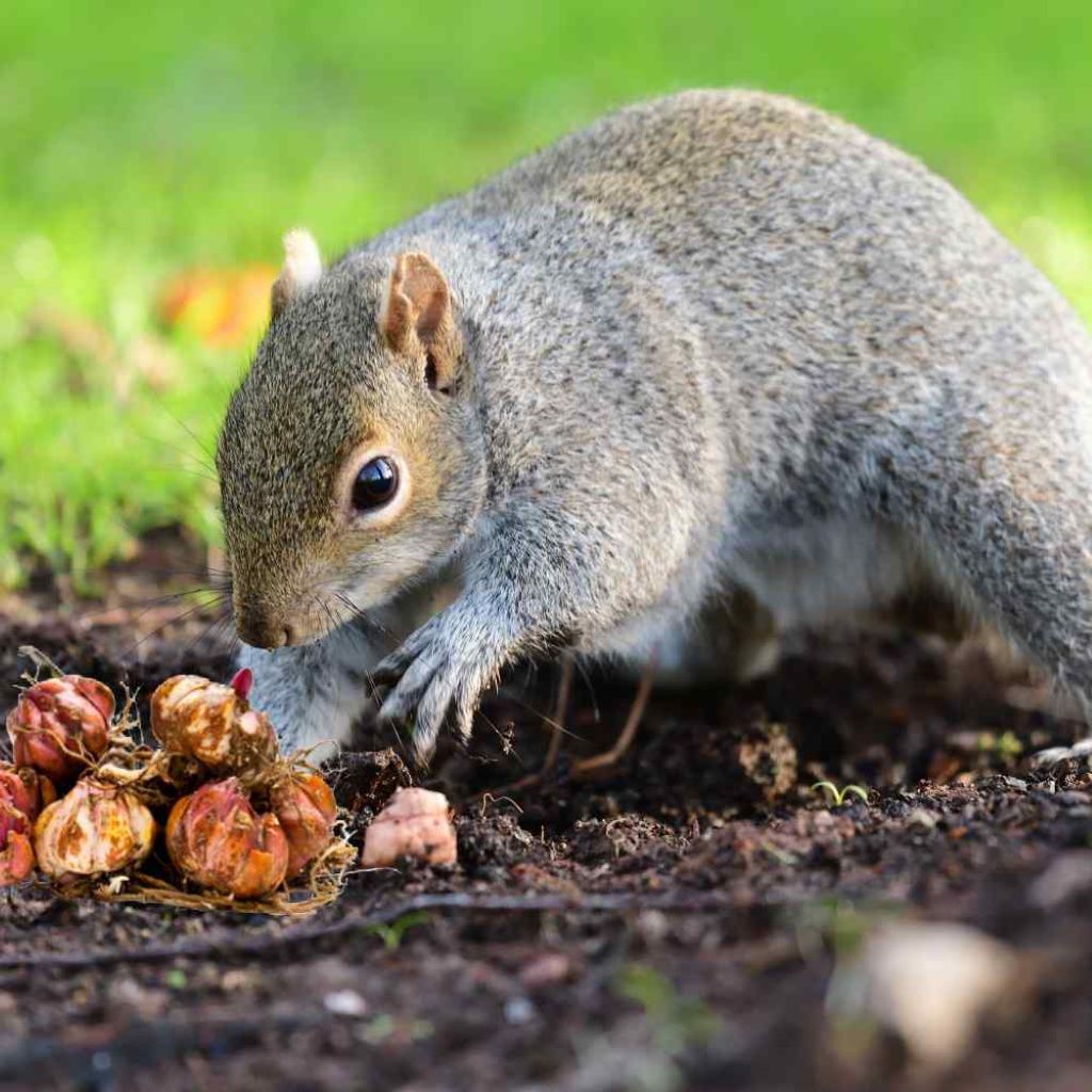 Recognizing Signs Of Squirrel Presence