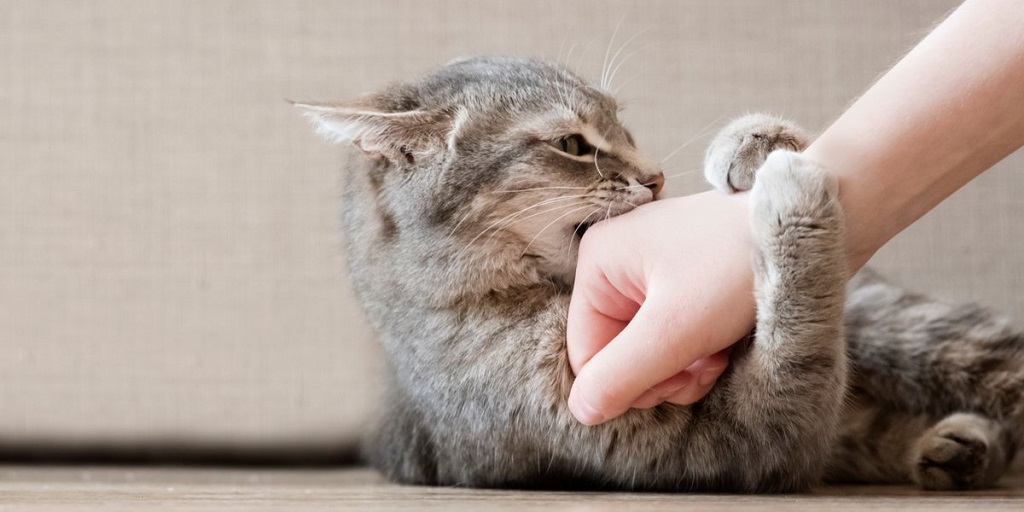 A Gentle Guide How to Train a Cat Not to Bite