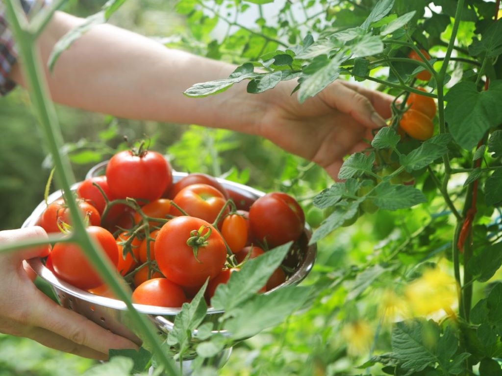 How do you grow tomatoes for the first time?