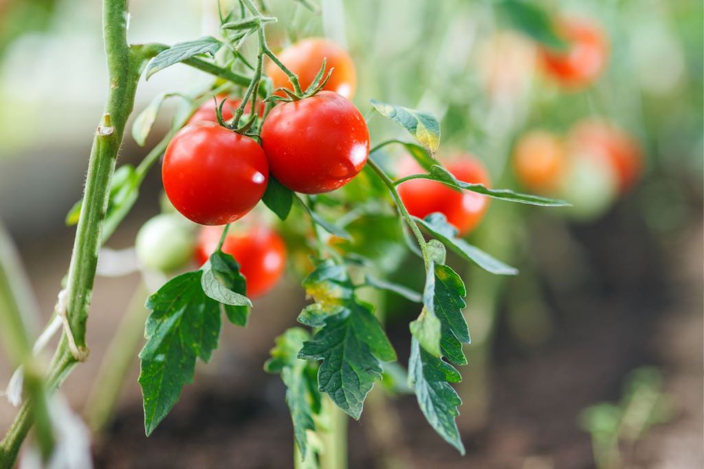 How long do tomatoes take to grow from seed?