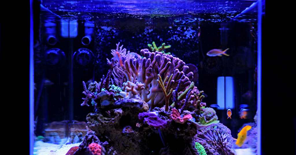 Aquarium Lighting Illuminating Your Underwater World