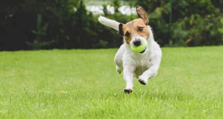 Why is physical activity important for dogs