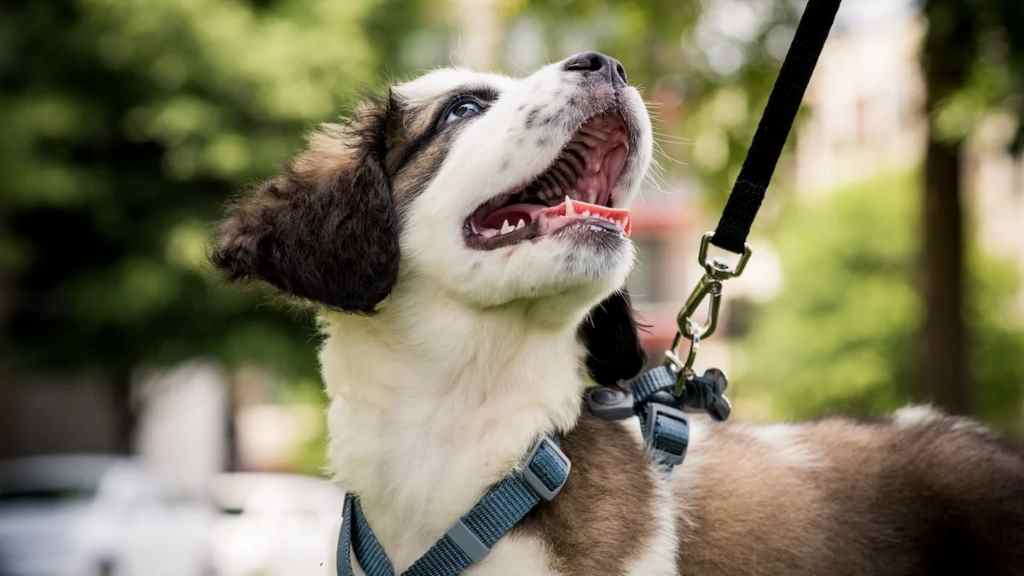 Is your dog getting enough exercise