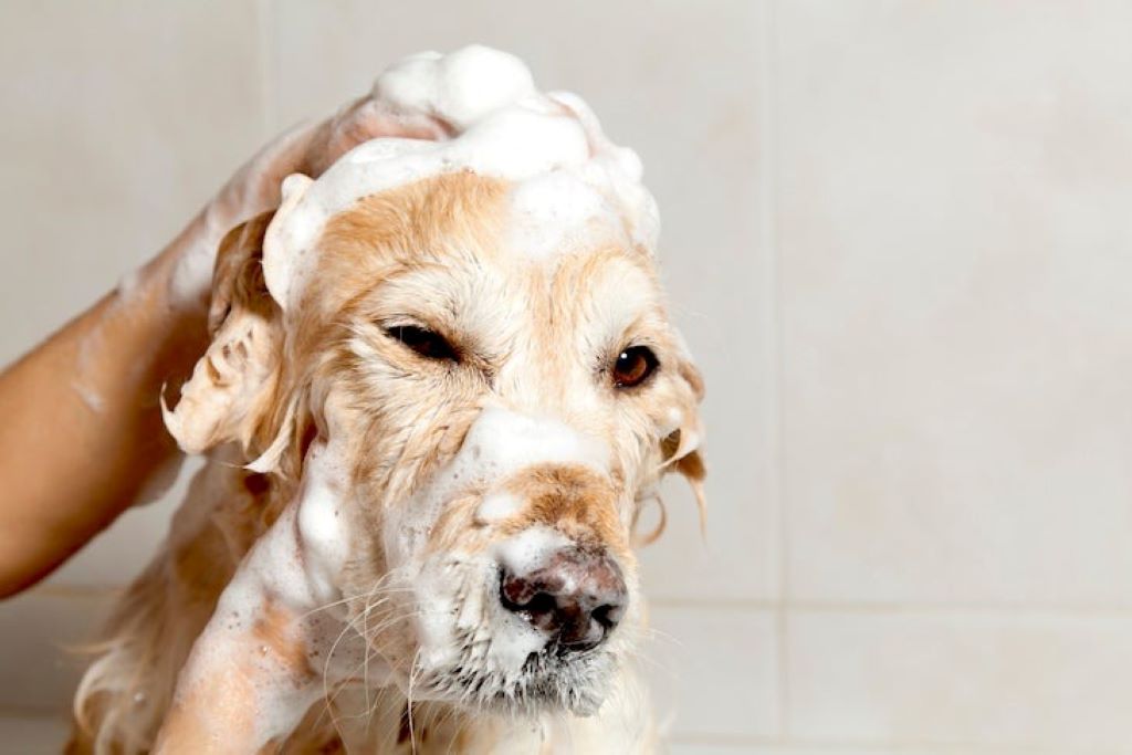 Can Dogs Use Human Shampoo? Canine Skin Care