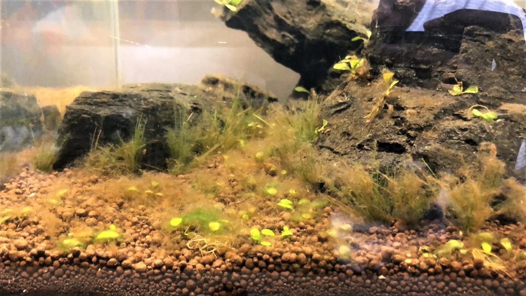Conquer the Brown: A Guide to Eliminating Brown Algae in Your Aquarium