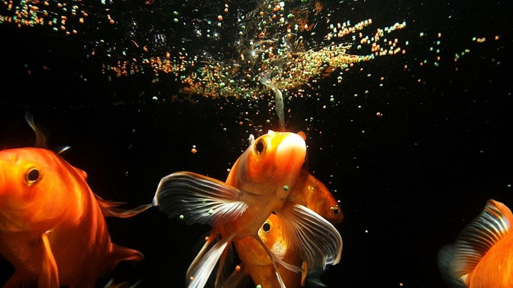 How to stop brown algae in fish aquarium​