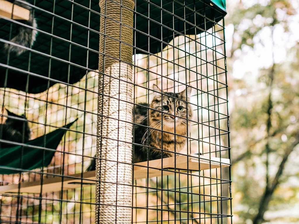 Are catios good for cats?